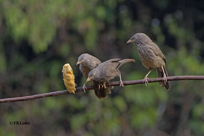 Jungle Babbler