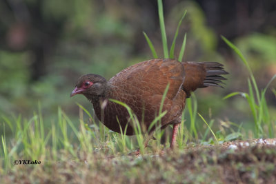 Red Spurfowl, Male (Red) and Female (Grey) 