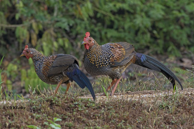 Grey Junglefowl, Male and Female