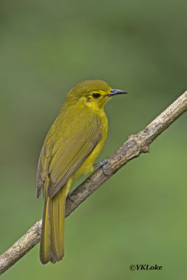 Yellow Browed Bulbul