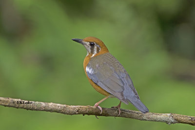 Orange-headed Thrush