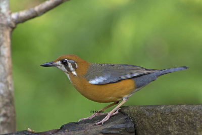 Orange-headed Thrush