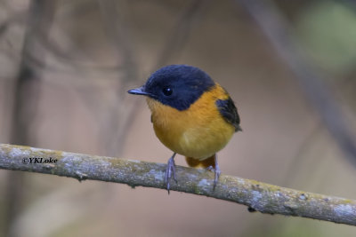 Black and Orange Flycatcher