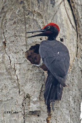 White-bellied Woodpecker