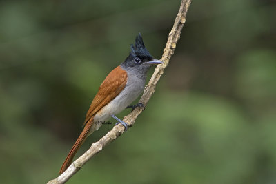 Asian Paradise Flycatcher