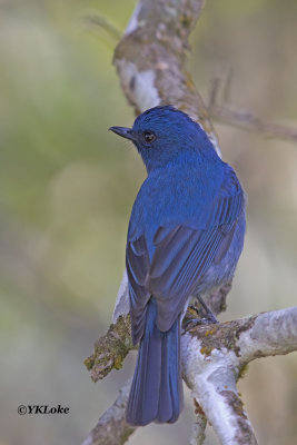 Nilgili Flyctcher