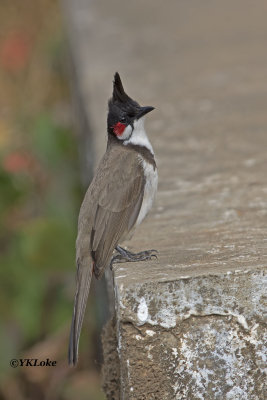 Red Whiskered Bulbul