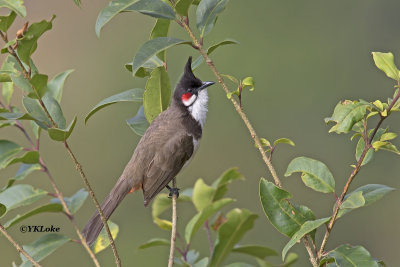 Red Whiskered Bulbul