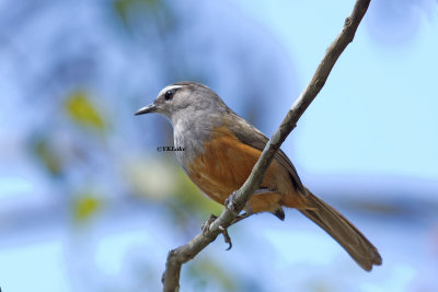 Kerala Thrush