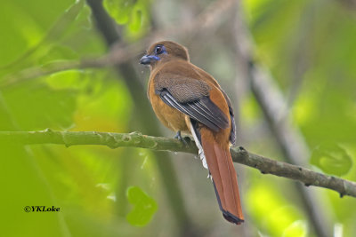 Malabar Trogon, Female