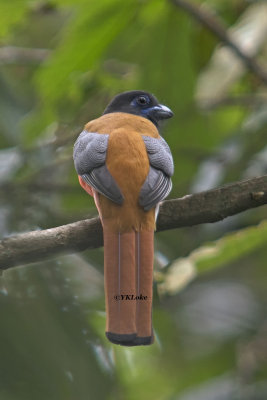 Malabar Trogon, male