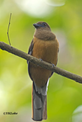 Malabar Trogon
