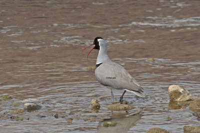 Ibisbill