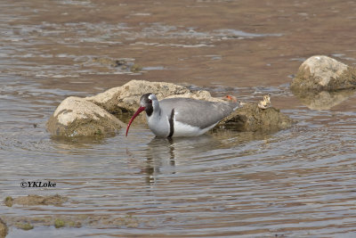 Ibisbill