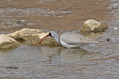 Ibisbill
