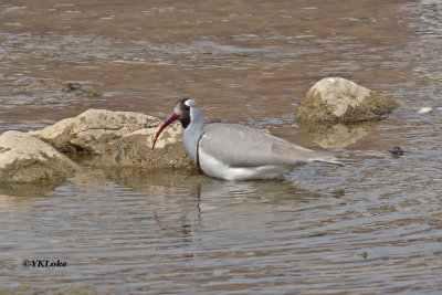 Ibisbill