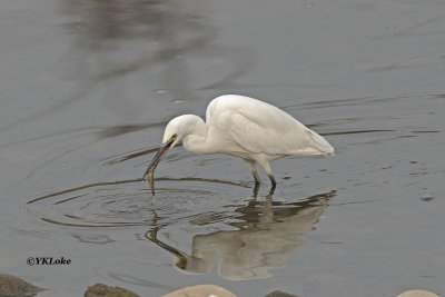 Little Egret