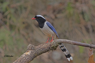 IMGP4260-0.jpg