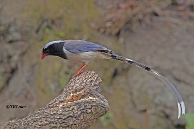 Red-belled Blue Magpie