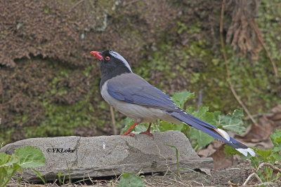 Red-billed Blue Magpie