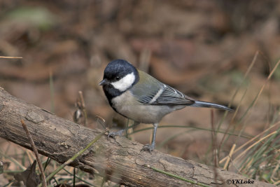 Great Tit