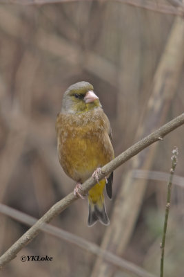 Oriental Greenfinch