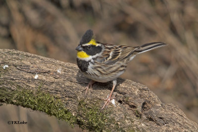 Yellow-throated Bunting, Male and Female