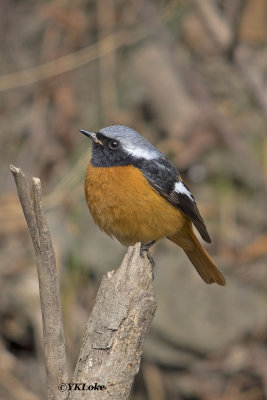 Daurian Redstart, Male