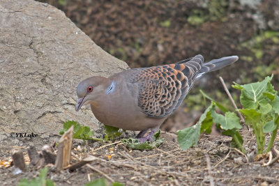 Oriental Turtle Dove