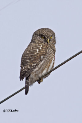 Asian Barred Owlet.