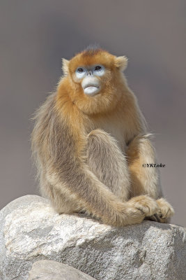 Golden Snud-nosed Monkey.