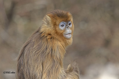 Very old female