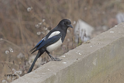 Eurasian Magpie