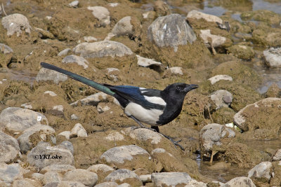 Eurasian Magpie