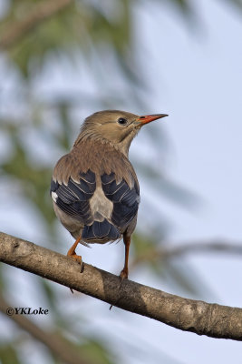 Sliky Starling