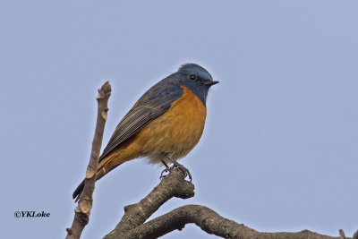 Blue Fronted Redstart, Male
