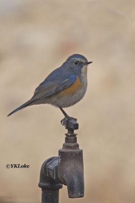 Red Flanked Bluetail Robin