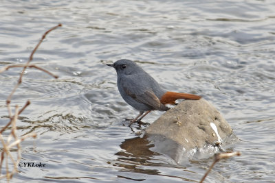 Plumbeous Redstart, Male