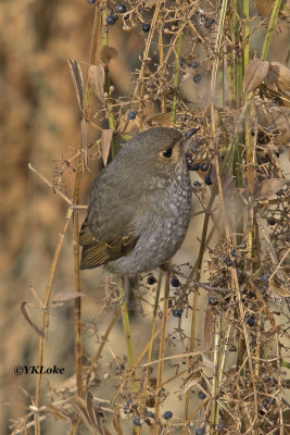Plumbeous Redstart, Female