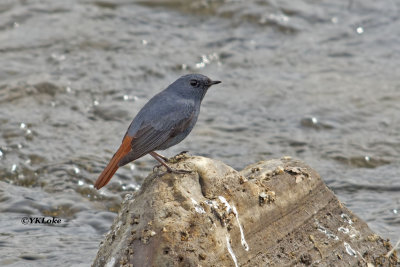 Plumbeous Redstart, Male