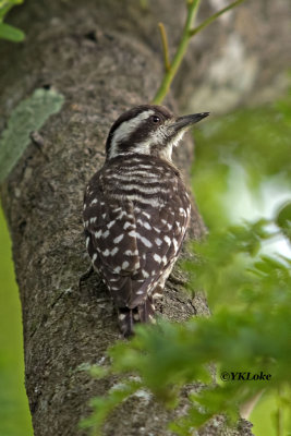 Sunda Pymgy Woodpecker