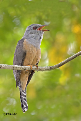Plaintive Cuckoo