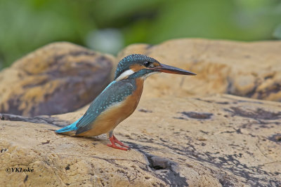 Common Kingfisher, Female