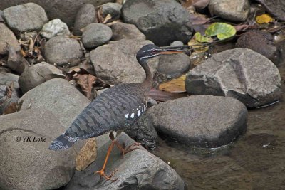 Sunbittern