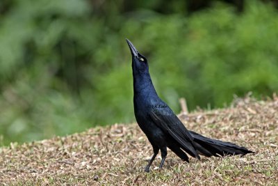 Great-tailed Grackle