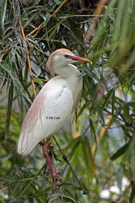 Cattle Egret