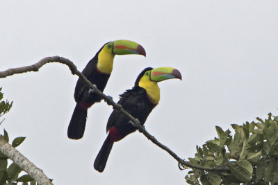 Keel-billed Toucan