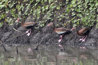 Black-bellied Whistling Duck