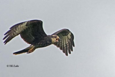 Snail Kite