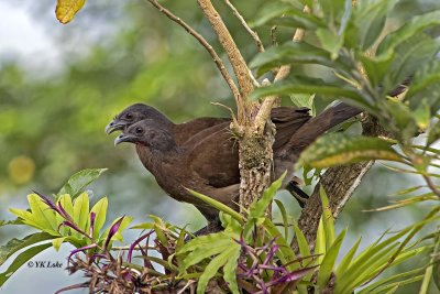 Grey-headed Chacharaca